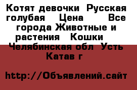 Котят девочки “Русская голубая“ › Цена ­ 0 - Все города Животные и растения » Кошки   . Челябинская обл.,Усть-Катав г.
